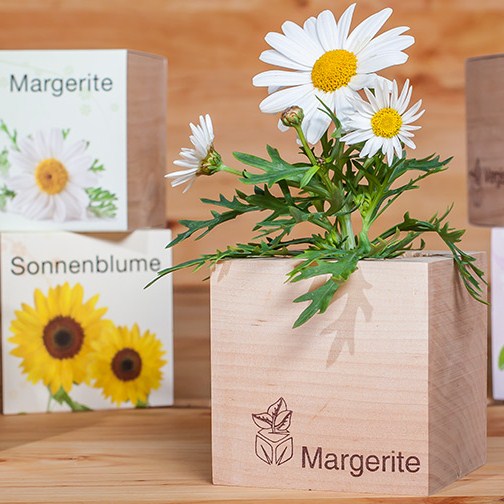 Ecocube mit Samen - Blumen